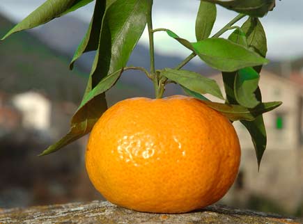mandarino-tardivo-di-ciaculli