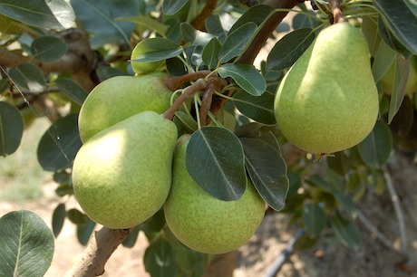 pears-spinelli-pira-spineddi