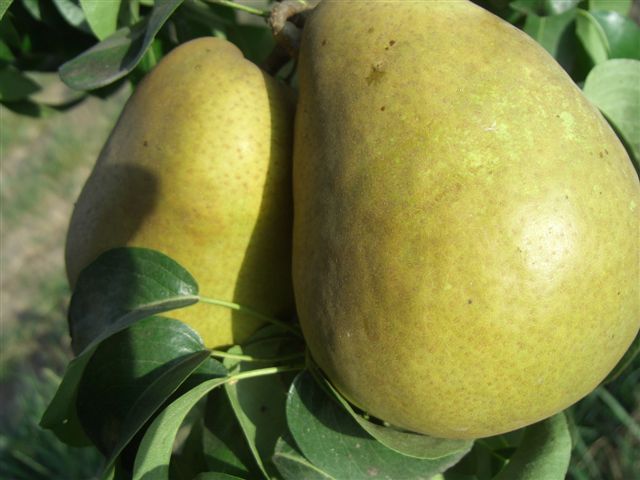 pears-butirra-summer-pira-mputiri